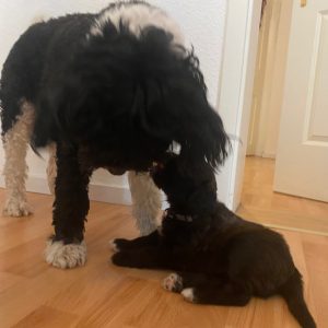 Ausbildung Therapie- oder Pädagogikbegleithund/Schulhund (Folgehund)