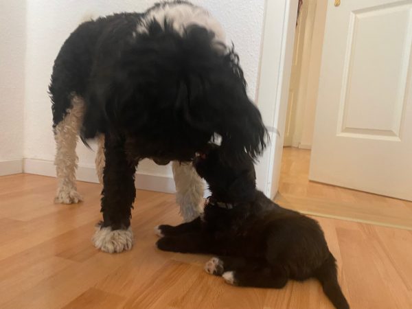 Ausbildung Therapie- oder Pädagogikbegleithund/Schulhund (Folgehund)