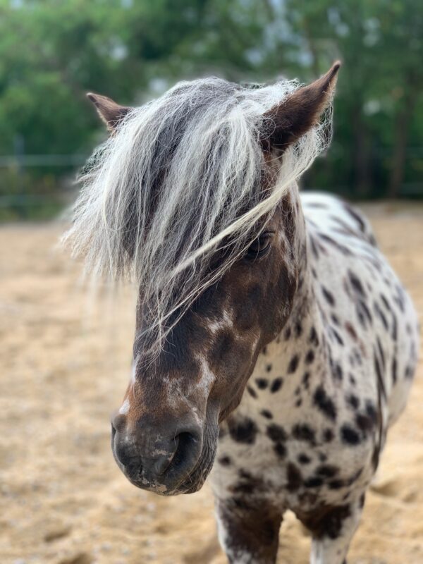 Kiki-Pony-Club: pferdegestützte Pädagogik & Therapie – Bild 2