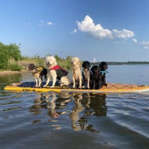 Wassergewöhnung für den Hund