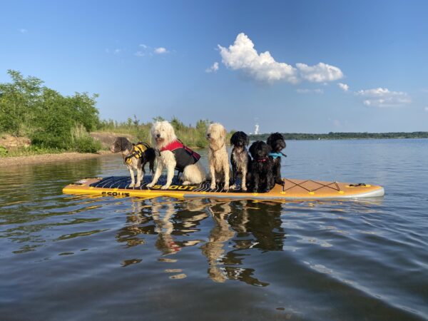 Wassergewöhnung für den Hund