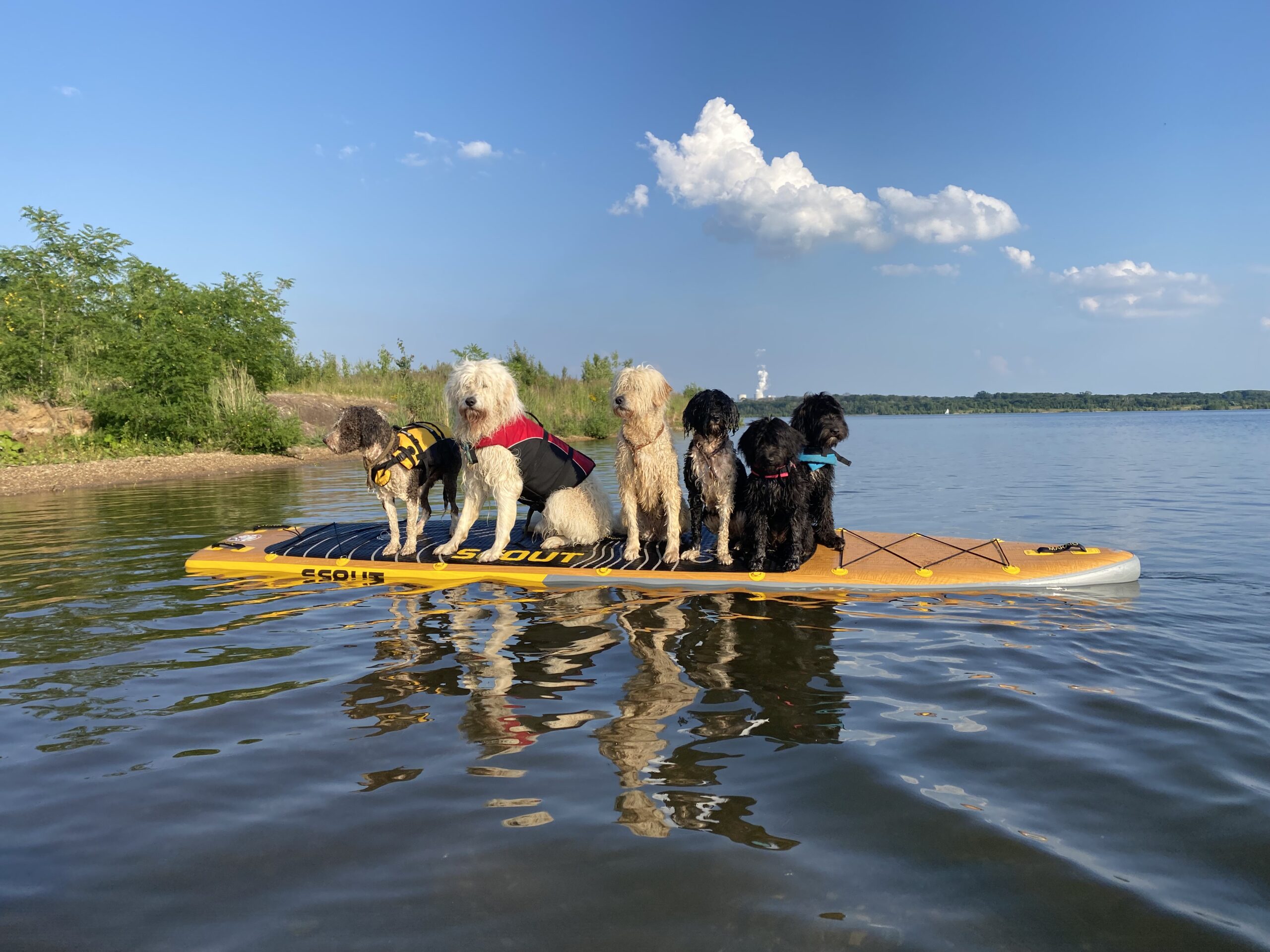 Wassergewöhnung für den Hund