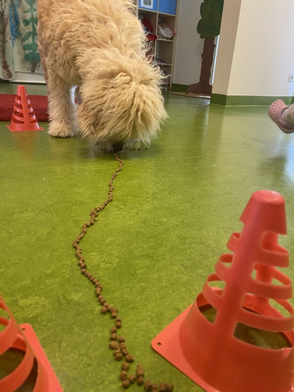 tiergestützte soziale Arbeit mit Hund – Bild 2