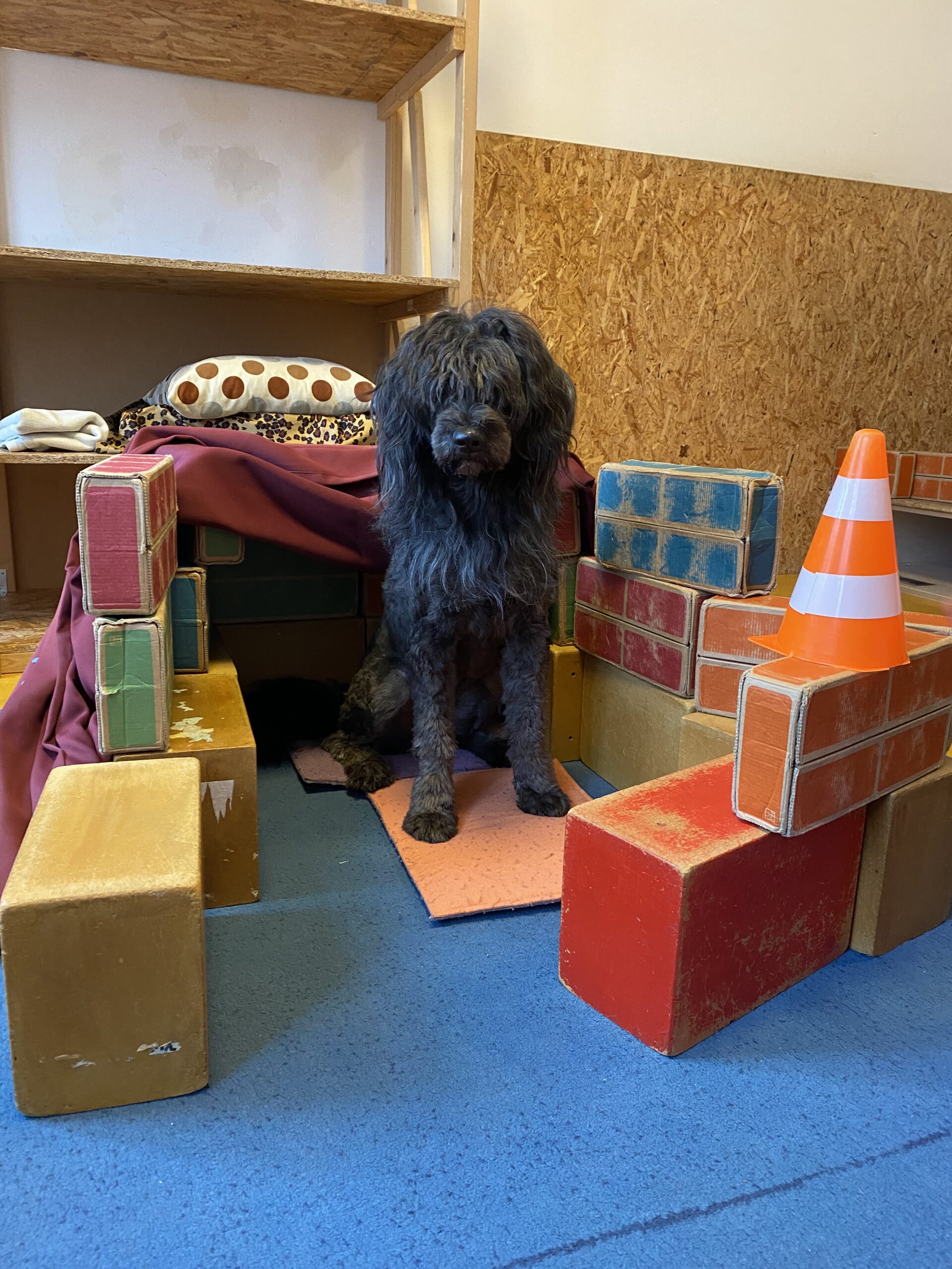 tiergestützte soziale Arbeit mit Hund (mobil, bei Ihnen) – Bild 4