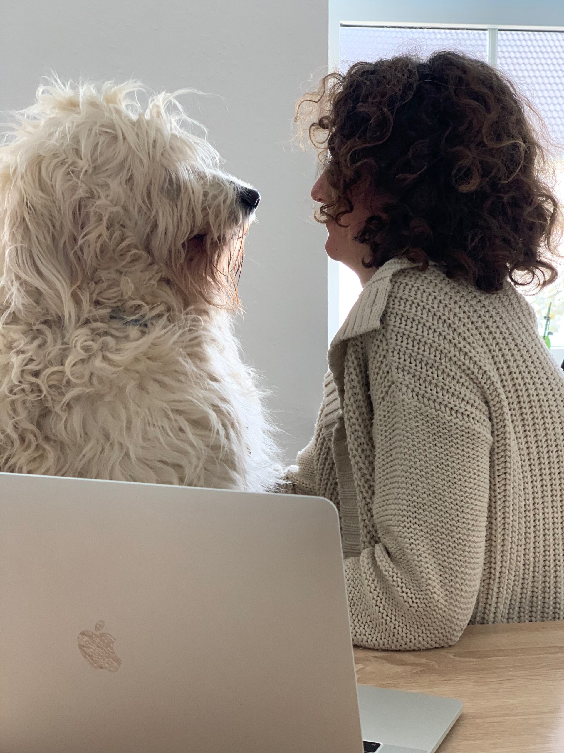 Ausbildung zum Hundetrainer