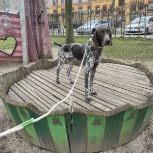 Hundetraining