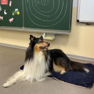 Fachkraft-Team-Ausbildung für die tiergestützte soziale Arbeit (ausgelegt auf Mensch-Hund-Teams)