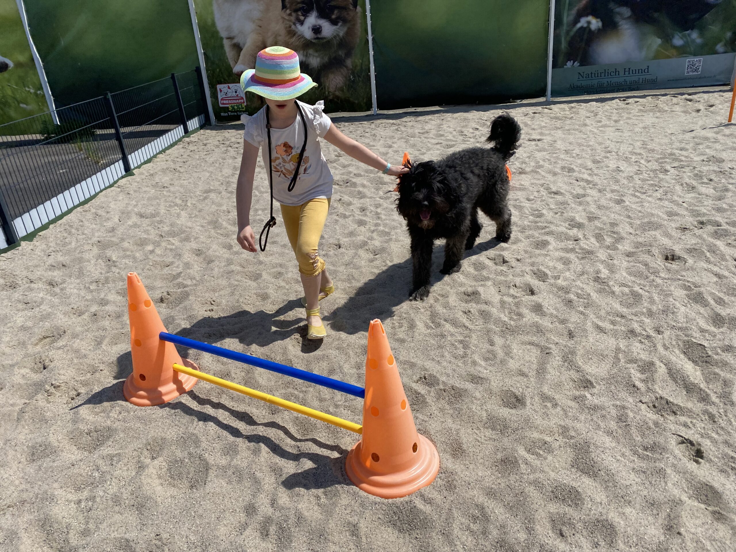 tiergestützte soziale Arbeit mit Hund (mobil, bei Ihnen) – Bild 5