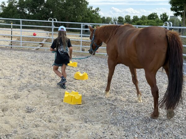 Hufeisen-Academy: pferdegestützte ganzheitliche Förderung und Reiten