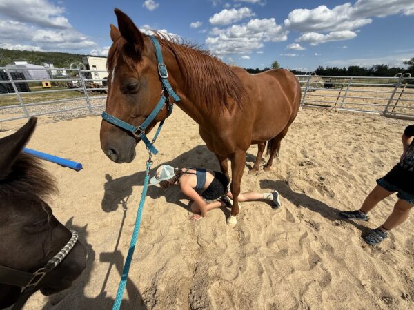 Pferdeglück & Kinderlachen: Reitpädagogische Erlebnistage mit Herz, Spiel & Natur – Bild 5