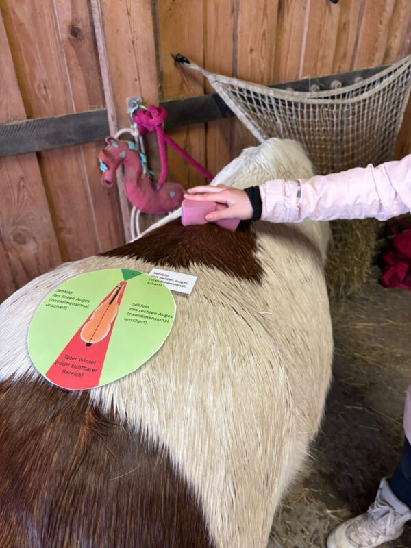 Reittherapie: mit Pferden neue Wege gehen – Bild 7