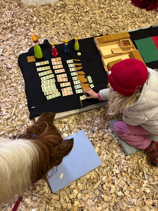 tiergestützte Lernförderung: Schule nach dem Konzept von Maria Montessori und mit Huf und Pfote