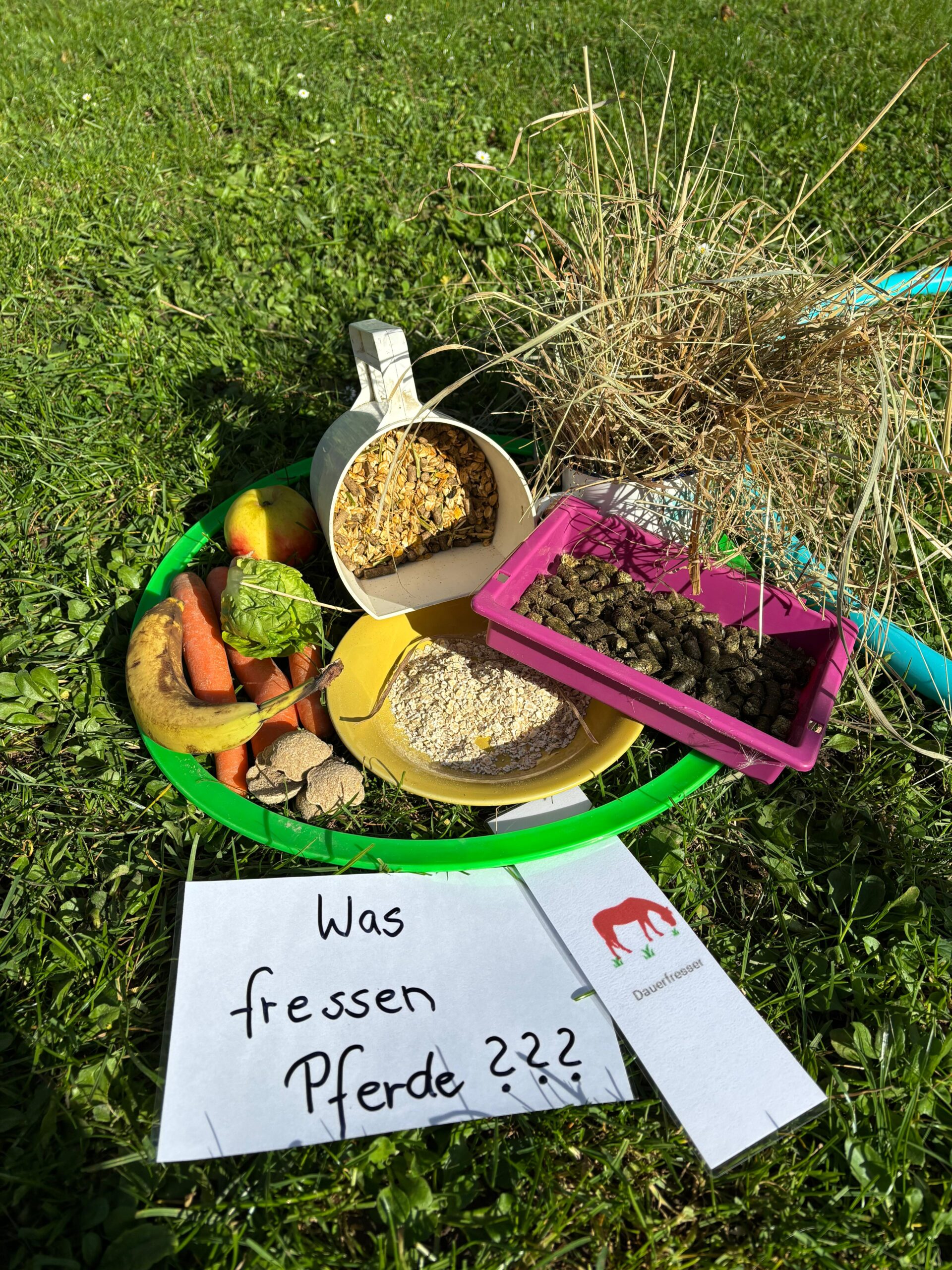 Hufeisen-Academy: pferdegestützte ganzheitliche Förderung und Reiten – Bild 4