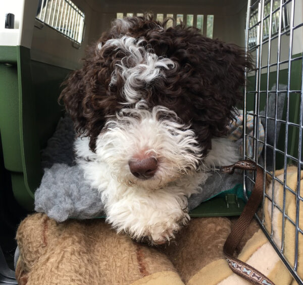 Hund in Transportbox