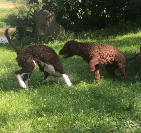 Hunde spielen