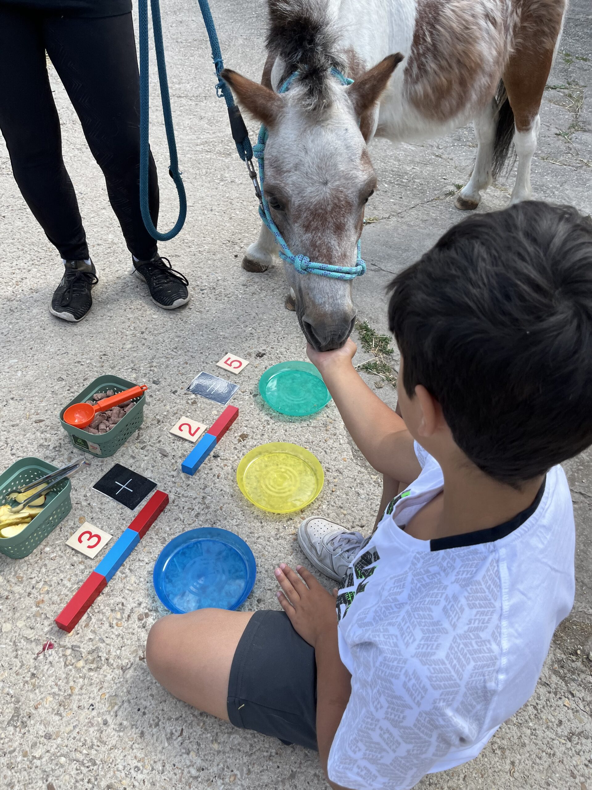Praxisseminar für Reitpädagogen und Reittherapeuten – Bild 2
