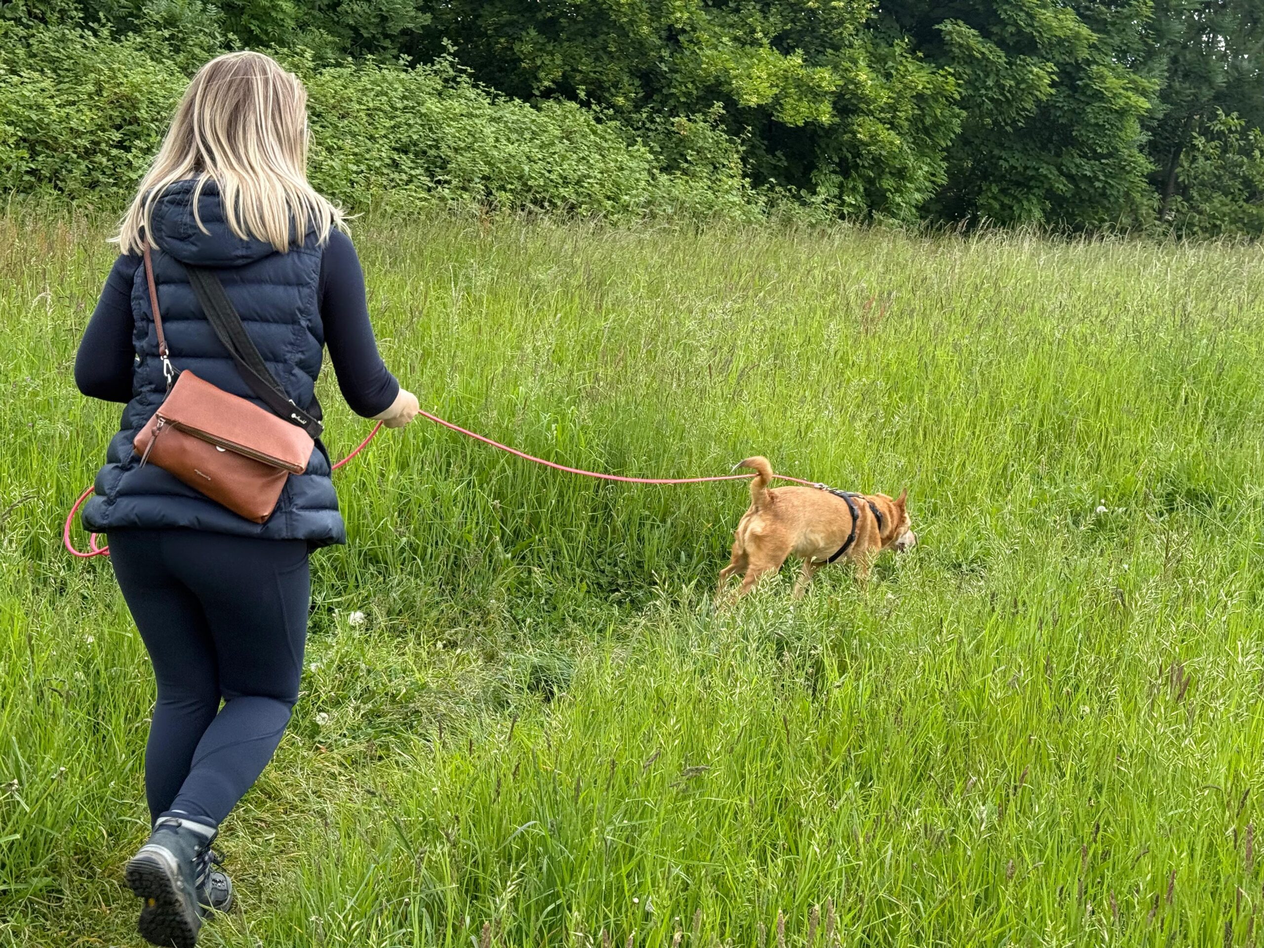 Mantrailing - den Hund während des Trails richtig lesen